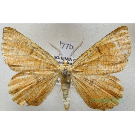 Angerona prunaria (Linnaeus, 1758) Czech77b